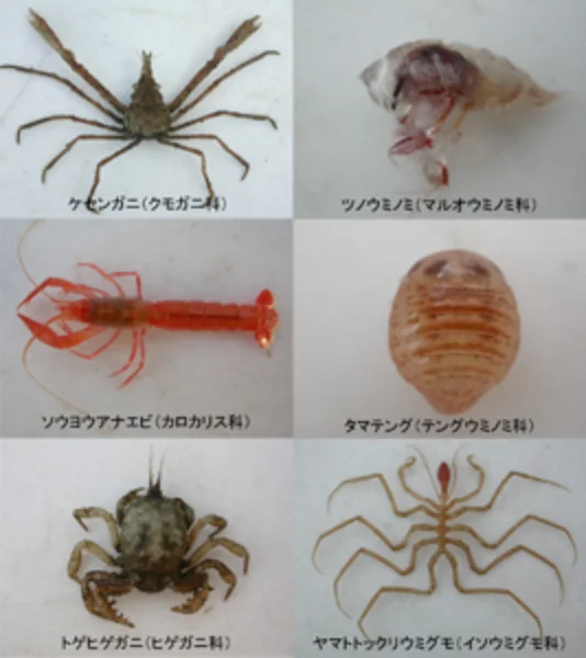 深海に甲殻類を求めて | 国立科学博物館 National Museum of Nature