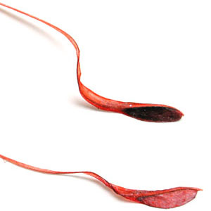 リュウグウノツカイ Regalecus glesne Ascanius, 1772