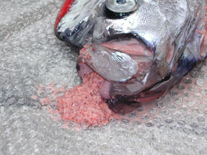 リュウグウノツカイ Regalecus glesne Ascanius, 1772