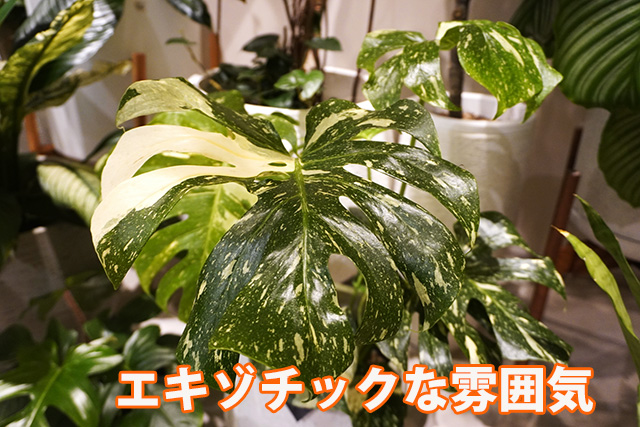 斑入りモンステラのフラワーギフト！送料無料ネット通販花屋花樹有（か