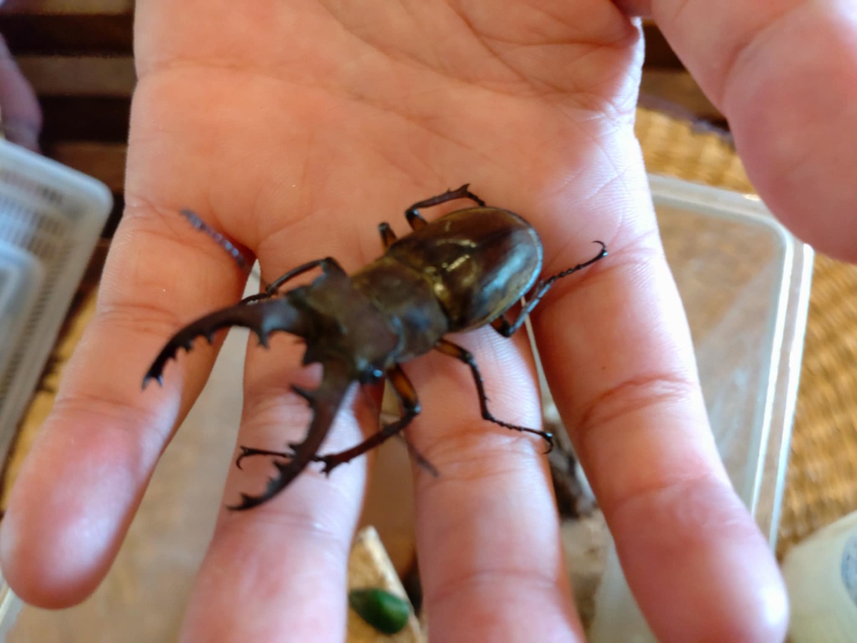 昆虫採集ツアー2025】カブトムシ・クワガタ採集が体験できる宿は亀山