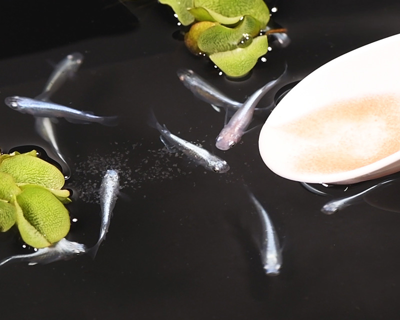 みじんこ増殖エキス：メンテナンス用品・器具 ～神畑養魚株式会社～