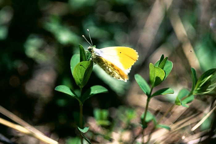 上高地に生息する蝶 – 上高地公式ウェブサイト
