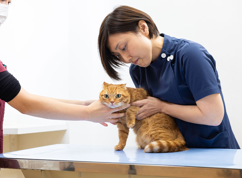 腫瘍 - 津田沼駅より徒歩10分、習志野市の動物病院なら、奏の杜