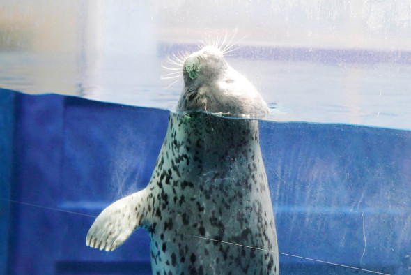 ゴマフアザラシの赤ちゃん、愛称「ココア」に 新江ノ島水族館が発表