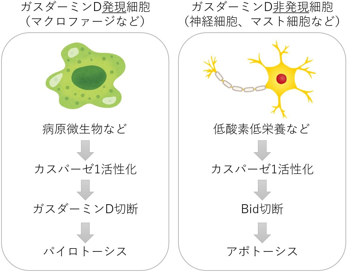 神経変性疾患などの発症メカニズム解明へ～ 細胞自殺酵素カスパーゼ1が