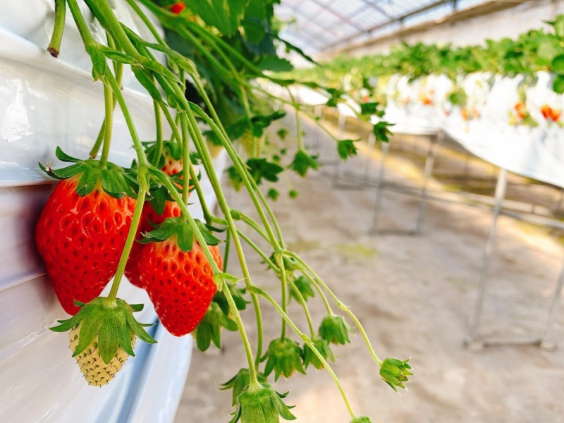 鈴鹿いちご会（おかだいちご園・セイリュウイチゴ園・トリックスいちご