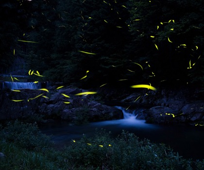 門和佐川（かどわさがわ）のホタル｜観光スポット｜岐阜県観光公式