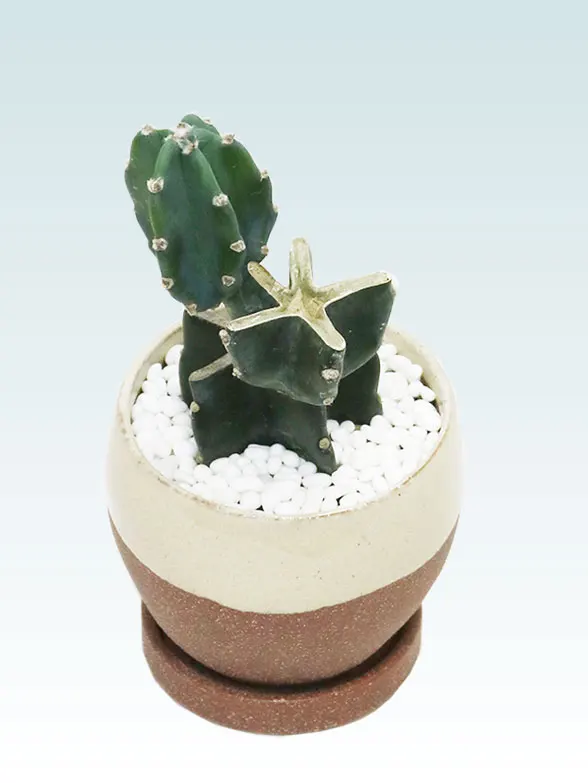 鬼面角 ブランチ(陶器鉢植込み、4号ラウンド茶色) スタイリッシュ