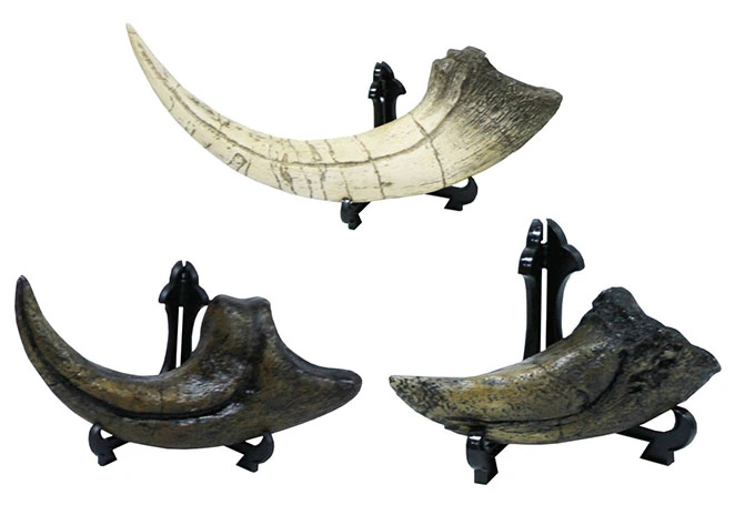 世界最大級の恐竜の爪のレプリカセットのレンタル| イベント向け恐竜