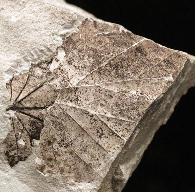 国内化石マニアックシリーズ！掌状脈が見られる神戸層群の葉の化石