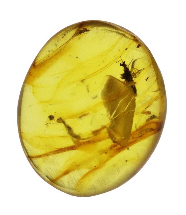 虫入りです！白亜紀、約1億年前の恐竜時代に形成された、極めて古い