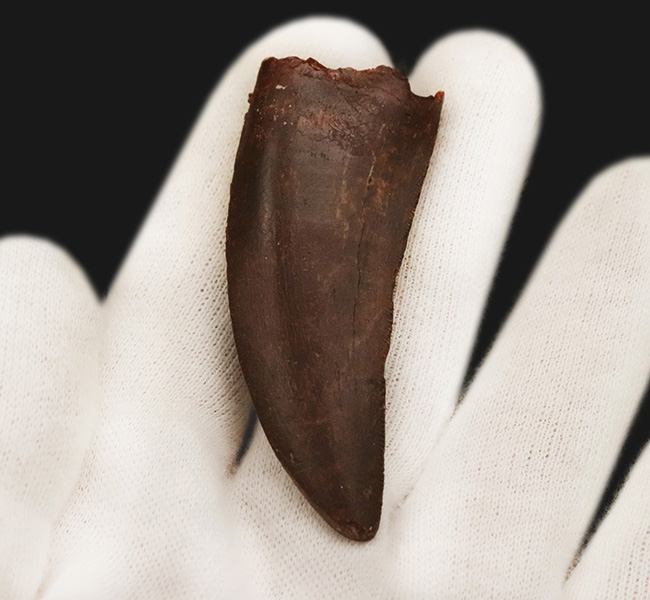 自然が創り出した造形美！サイズ、状態、フォルムが揃った