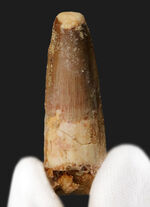 エナメル質に美しい光沢あり、北アフリカ・モロッコの白亜紀層から採集