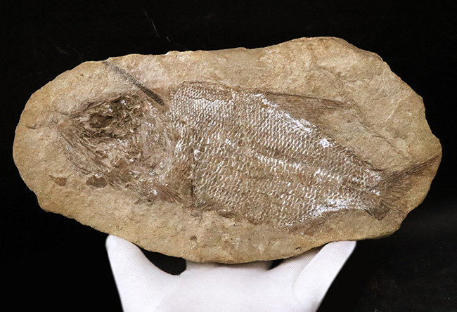 ネガポジ両方揃ったノジュール化石、ほぼ完全保存、特に鱗の保存状態は