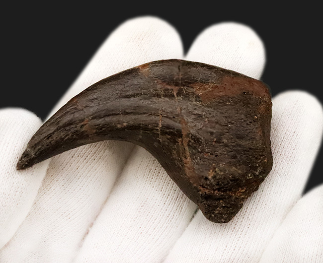 超希少・博物館級！デイノニクスの鉤爪と歯の化石 値段交渉可能 超希少
