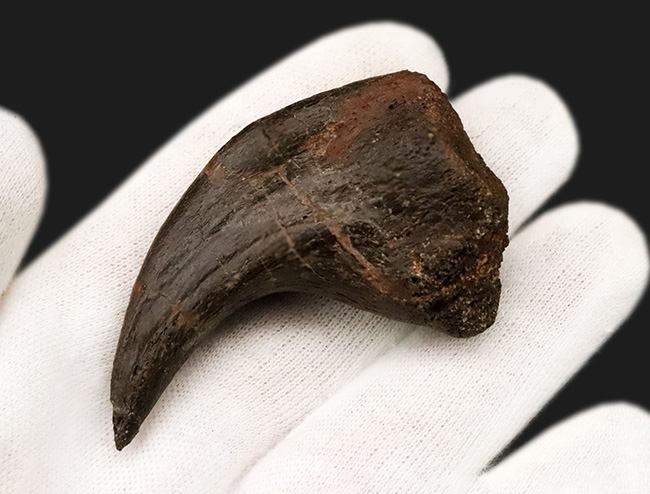 社史に残る1本！歴代トップクラス、いや、トップといって良い。極めて