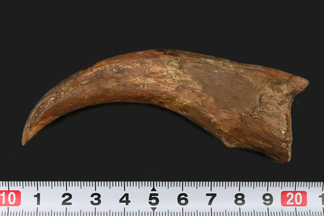 自然が作り出した芸術品！北アフリカの湿地帯を支配したスピノサウルス