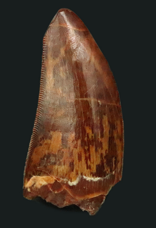 このセレーションは屈指の保存状態！【極厚・高保存】北アフリカの雄