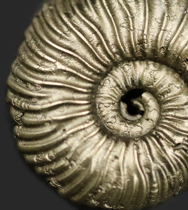 全体が黄鉄鉱によって置換された美しいアンモナイト、クエンステッド