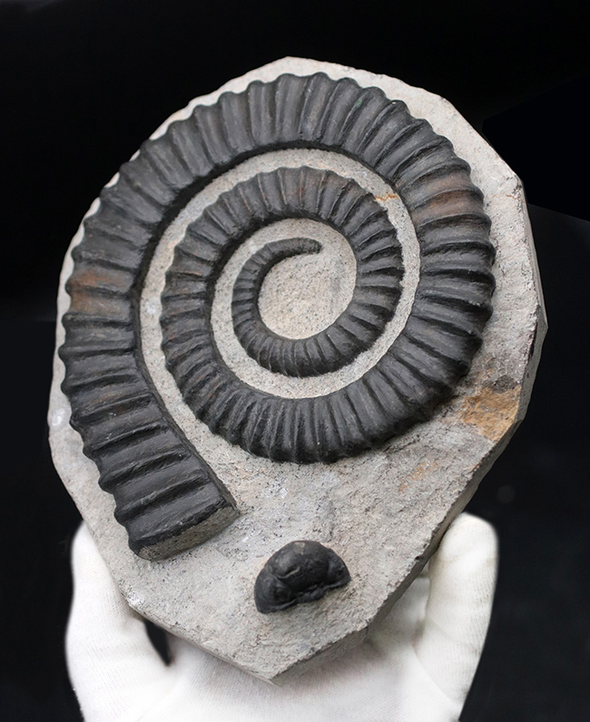 久々の登場！コレクショングレード！ゆる巻きアンモナイトの