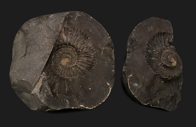 ずっしりと重く存在感あり！ネパール・ヒマラヤ産のジュラ紀の