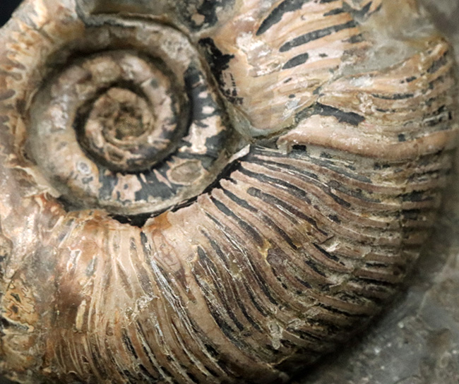 立派！堂々たる風格が備わった北海道産のアンモナイト（Ammonite）の母