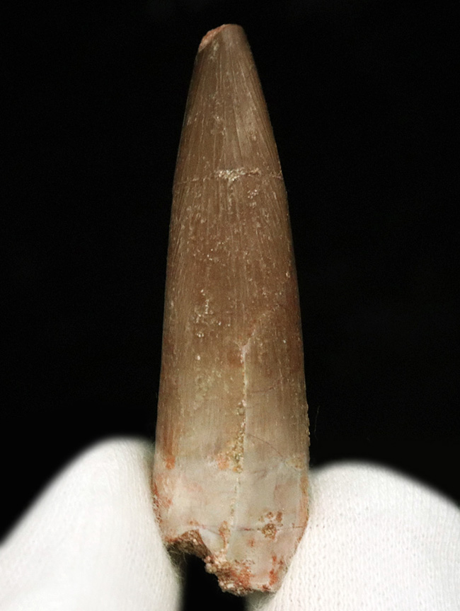 ヘビのような長い首と鋭い歯で魚を捕食！首長竜、エラスモサウルス