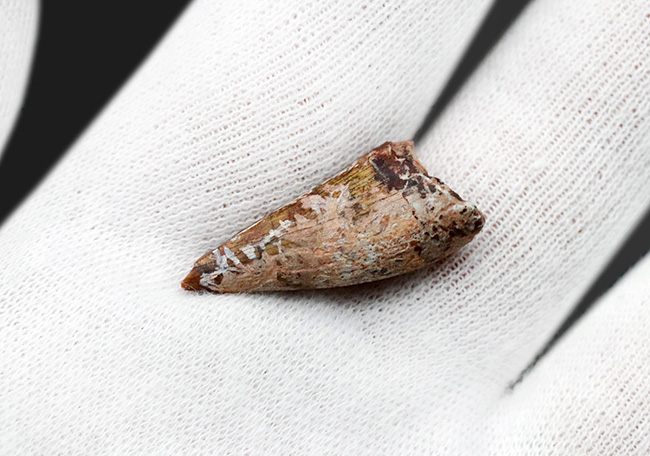 レア！恐竜が誕生する前の王座に君臨していた生物、フィトサウルス類