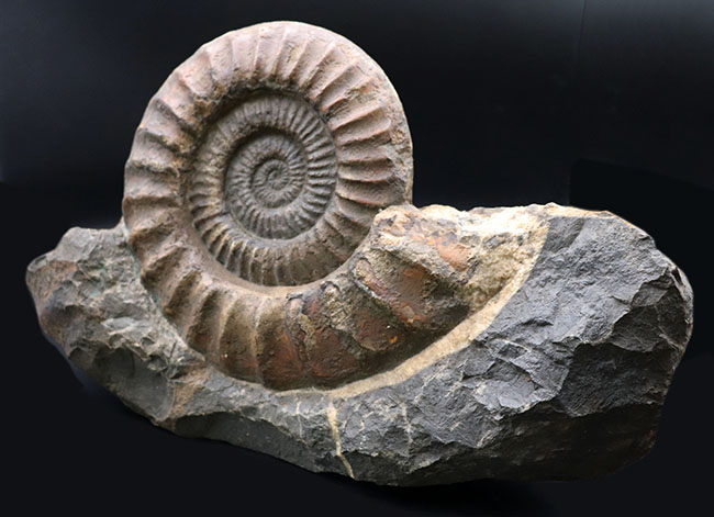 ザ・化石！母岩との一体感にご注目、母岩含め40センチ弱、ほぼ10