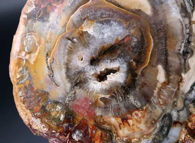 全体がジャスパー化した、宝石のような珪化木（Petrified wood