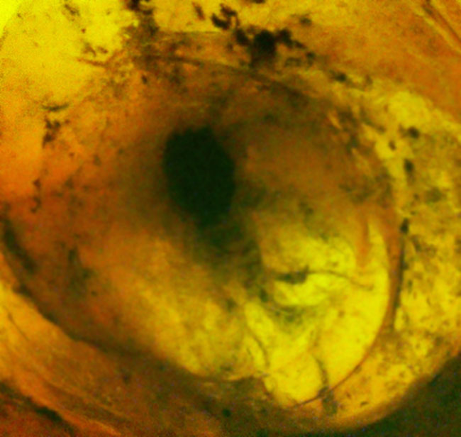 映画『ジュラシック・パーク』で話題になった、ドミニカ産の虫入り琥珀