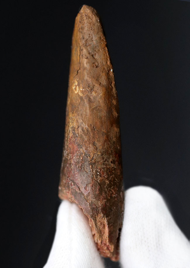 スピノサウルス 顎骨 歯 牙 化石標本 肉食恐竜 獣脚類 1449