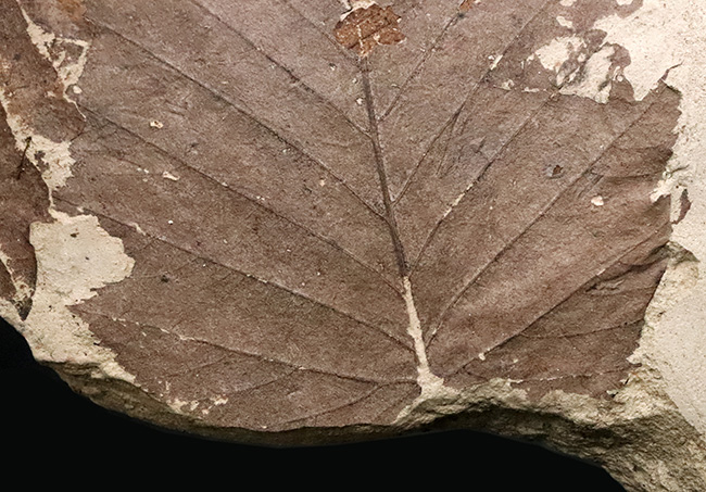 13センチ級の特大葉化石！秋田県湯沢市産・中新世の木の葉（ブナの仲間