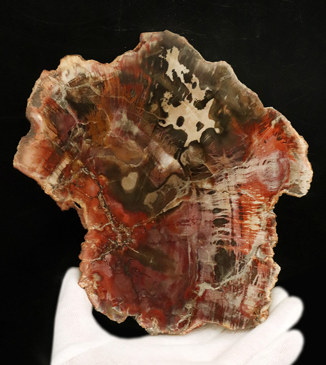 マダガスカル産の非常にカラフルな珪化木（Petrified Wood）！しかも