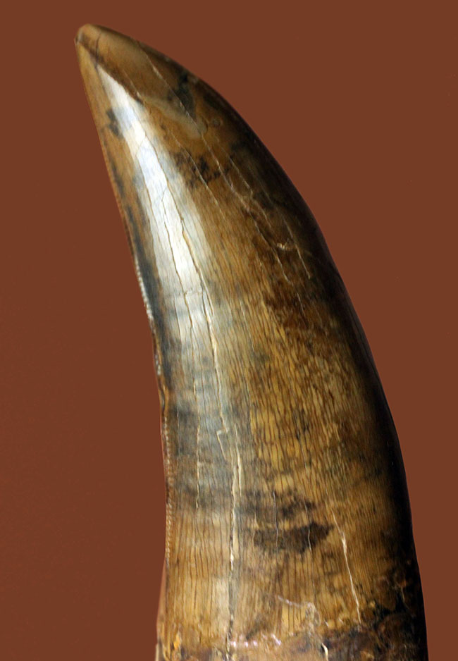 すべてが揃ったパーフェクトなティラノサウルス・レックスの歯化石