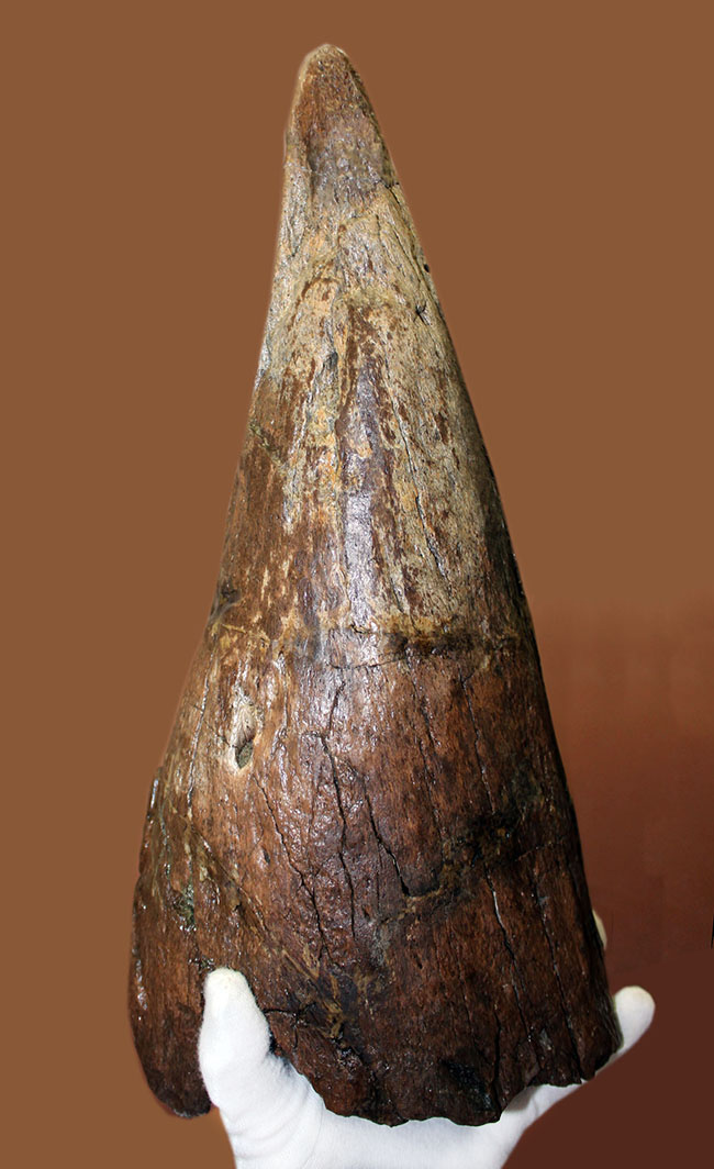 誰もが憧れるスーパーコレクション、この美しいフォルムをご覧頂きたい