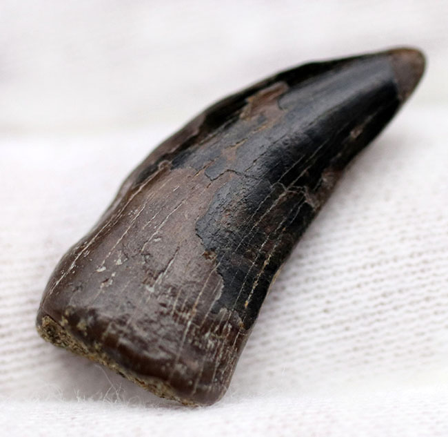 全体のフォルムが保存されたティラノサウルス・レックス