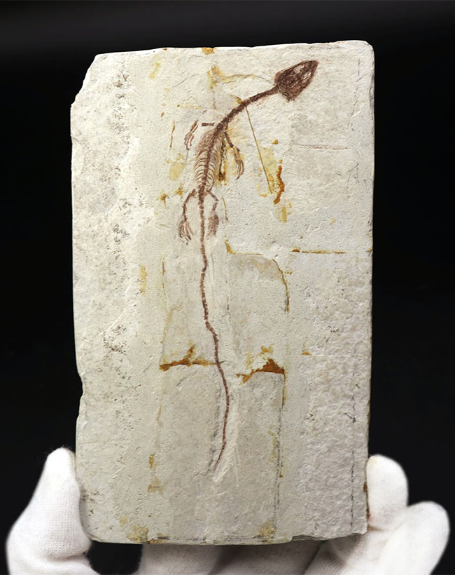 オールドコレクション！ミニドラゴン、ヒファロサウルス