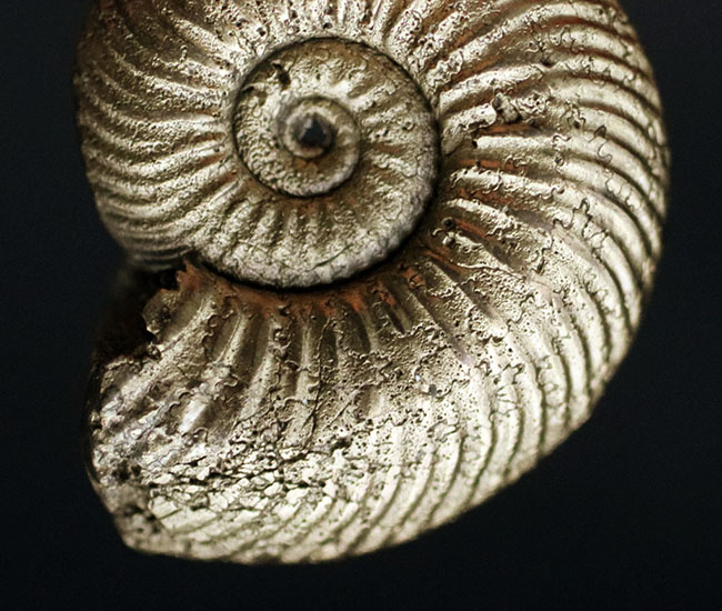 極めて上質！黄鉄鉱に置換されたアンモナイト、クエンステッドセラス