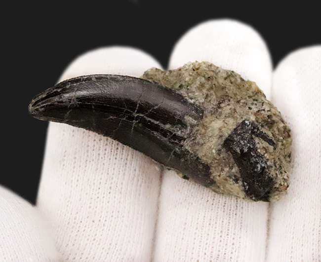 10数年の時を経て、ついに公開！トップクオリティ……漆黒のエナメル質を