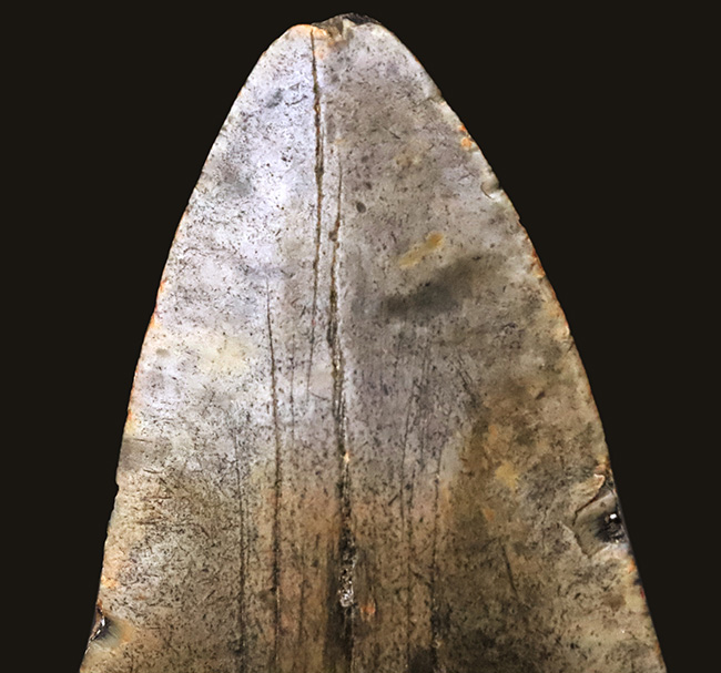 厚みとサイズを兼ね備えた、まさに「メガ」な存在！古代のロマンを