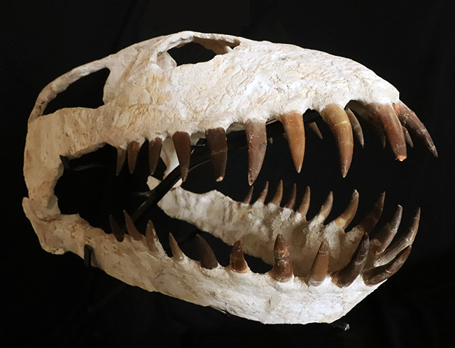 まさに一生の宝物、博物館クラスの夢のコレクション！白亜紀後期の首長