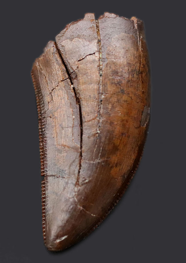 待望！高い競争を勝ち抜いて入手した、100％ナチュラルの