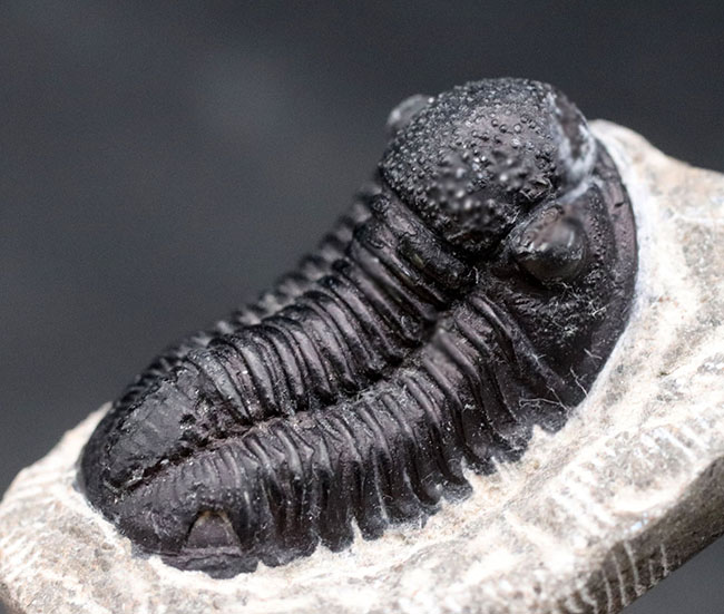 およそ4億年前の地層より採集されたモロッコ産の三葉虫、ゲラストス