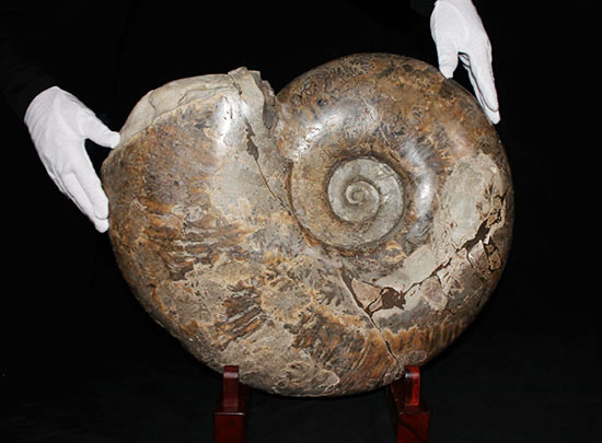 正真正銘の博物館級！誰もが知っている某有名博物館の企画展示標本