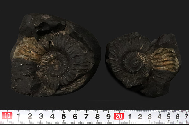 ネガ・ポジ両方残存したノジュール！ヒマラヤ山脈で採れる、ネパール産
