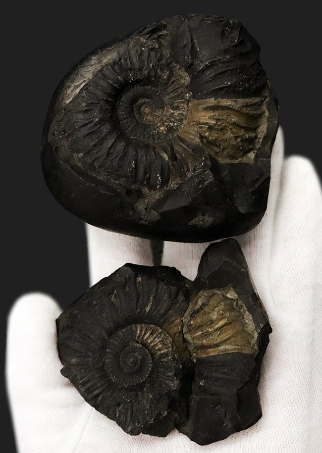 ネガ・ポジ両方残存したノジュール！ヒマラヤ山脈で採れる、ネパール産