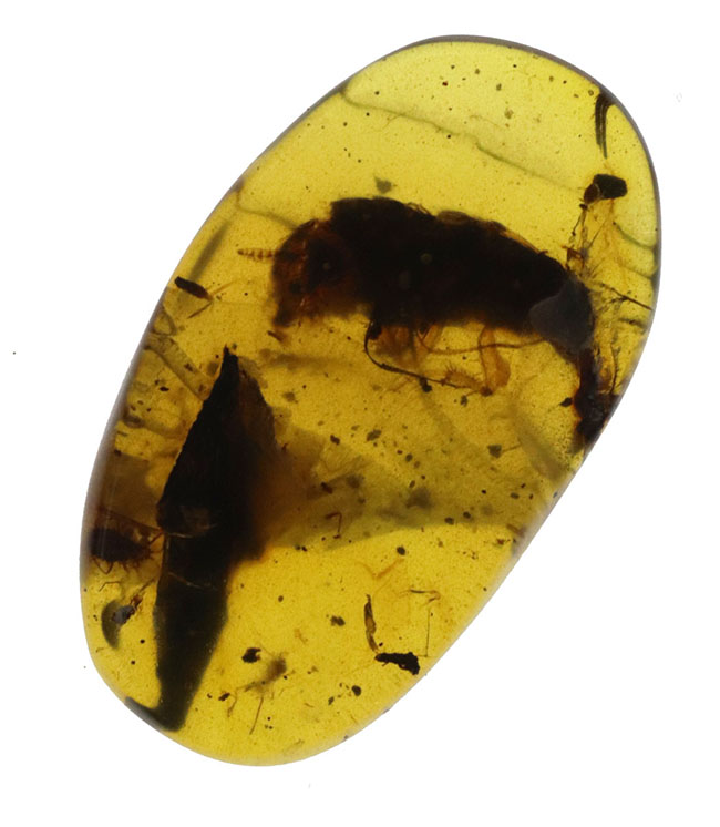 肉眼でもはっきり見える、1センチ弱の非常に大きな虫を内包した白亜紀