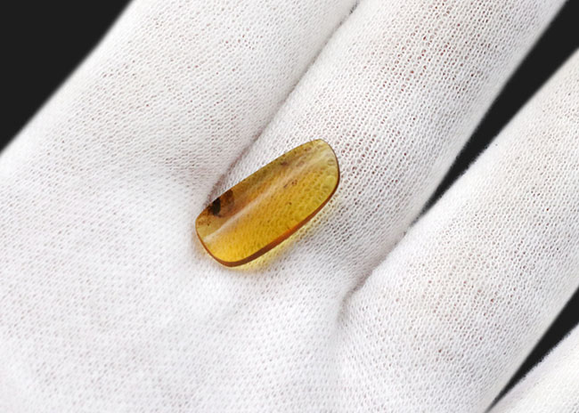 夢とロマンが詰まった1億年前の琥珀！なんと羽毛を内包したミャンマー